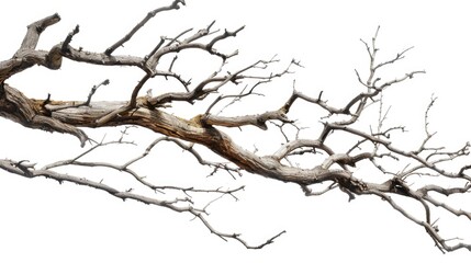 A single bird sitting peacefully on the tip of a tree branch, enjoying its surroundings