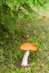 aspen trees, a white mushroom growing nearby and a sprig of red lingonberry, Autumn forest landscape