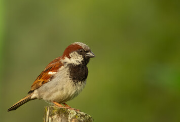 The House Sparrow is common in cities, farms, and neighborhoods, avoiding dense woods. Males have...