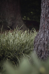 tree with moss
