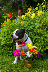 Funny black and white dog wearing a bow tie with a bouquet of flowers. A pet