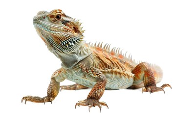 Obraz premium A bearded lizard perches on a white surface, looking alert and aware