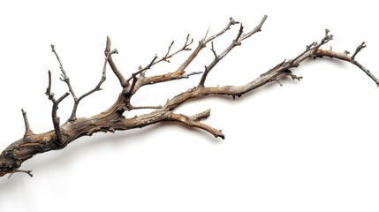 Fototapeta premium A single dead tree branch lying on a white surface