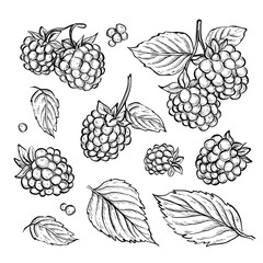 Vector hand drawn blackberry sketch, botanic collection with berries and leaves, line art