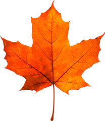 Obraz premium leaf, autumn, maple, isolated, fall, leaves, nature, yellow, red, white, season, orange, tree, plant, color, foliage, brown, seasonal, green, october, natural, botany, colorful, november, autumnal