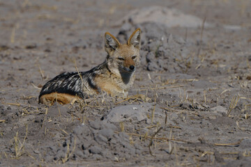 Solitary jackal in on the desert of Botswana