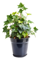 Obraz premium English Ivy Hedera helix on pot isolated on white