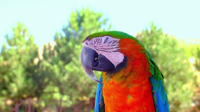 A close-up portrait of a Macaw parrot. The multi-colored parrot sits on a perch and looks around. The background is blurred, highlighting the bird's vibrant colors.