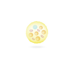 Beige fat cells. Adipocytes. Lipid droplets. Adipose tissue. Vector illustration.	