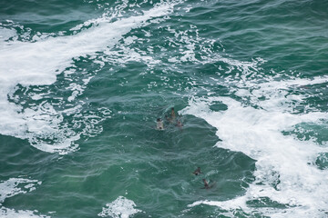 Seals in the ocean