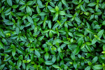 Lesser Periwinkle - Vinca minor green leaves, small creeping ground covering plant in daylight...