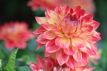 Red dahlia flower background