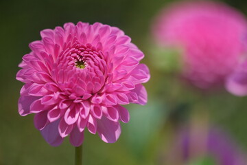 Close up of a pink dahlia flower