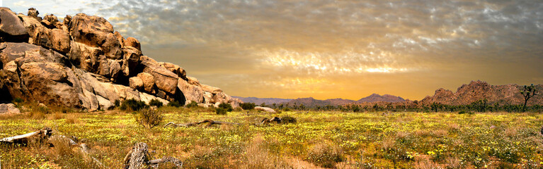 A panoramic picture of the arid environment of Joshua Tree Nation Park following springtime showers that have brought brilliant yellow blooms to an otherwise barren backdrop.