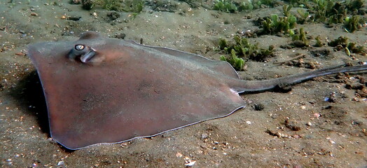 Costa Rica sea life