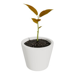 3d render plant in the pot vase with transparent background