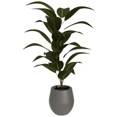 3d render plant in the pot vase with transparent background