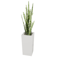 3d render plant in the pot vase with transparent background