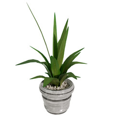 3d render plant in the pot vase with transparent background