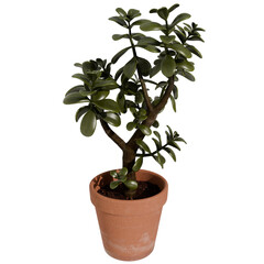 3d render plant in the pot with transparent background