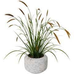 3d render plant in the pot with transparent background