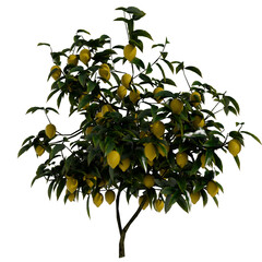 3d render Meyer Lemon Tree with transparent background