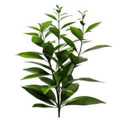 3d render plant seedling with transparent background