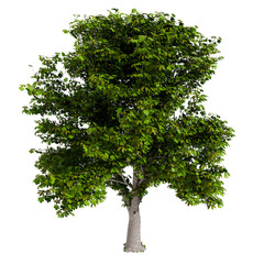 3d render tree with transparent background