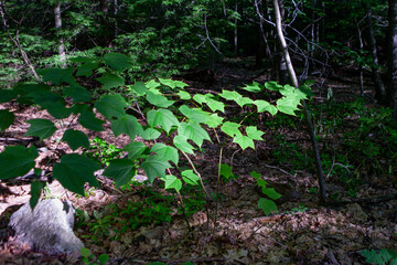 Fototapeta premium Shawangunk Ridge, New York, USA