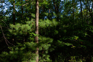 Shawangunk Ridge, New York, USA