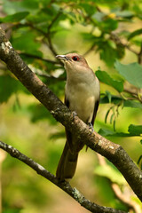 Black-billed Cuckoo bird sits perched in a tree looking around the forest