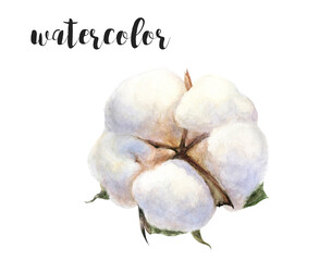 A Beautiful Delicate Cotton Plant Watercolor Illustration for Artistic and Decorative Purposes