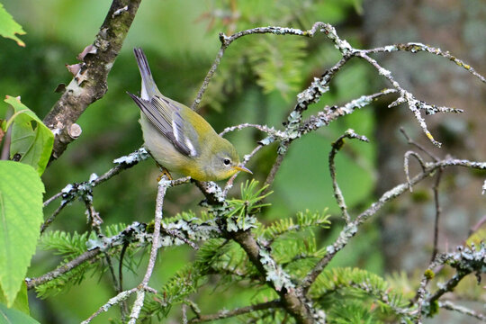 Close up of a colorful Northern Parula Warbler perched on a moss covered branch in the forest