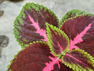 an ornamental plant called miana or coleus which is planted in a black plastic pot for decoration at home