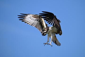 Osprey Bird in flight with wings spread and talons out as it descends downwards