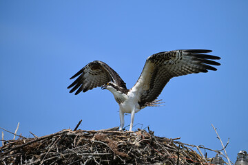 Osprey Bird in at side of nest with wings spread. Osprey Bird perched at the side of its nest about to take flight