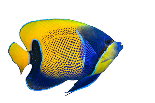Blue girdled angelfish, Pomacanthus navarchus, pez angel, angel fishes, pomacantidae. Yellow and blue fish on white background. Young fish. Asian Pacific fish. Majestic angelfish.