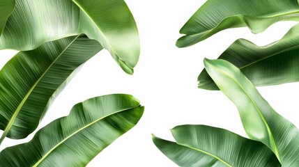 Obraz premium Green banana leaves on white background.