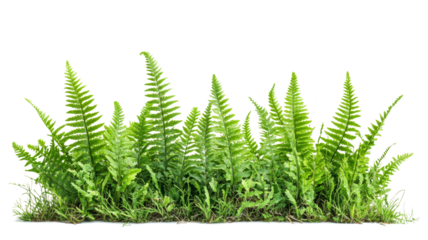 Green fern plants on transparent background.
