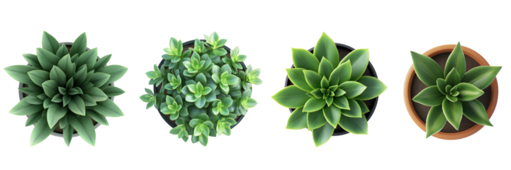 top view of plant in pot isolated on transparent background.