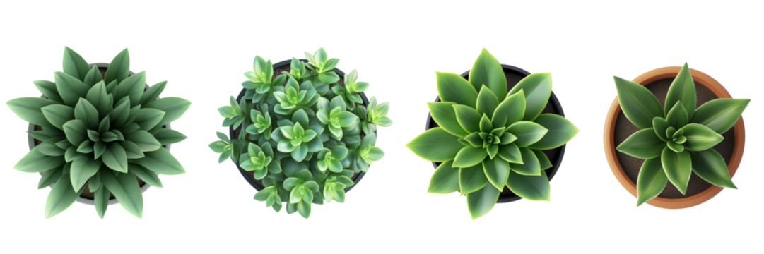 top view of plant in pot isolated on transparent background. - Powered by Adobe
