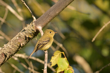 Close up of a cute little Yellow-bellied Flycatcher perched in a tree
