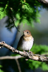 Cute Little Veery Thrush sits perched in a cedar tree on the edge of a forest