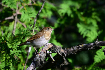 Cute Little Veery Thrush sits perched in a cedar tree on the edge of a forest