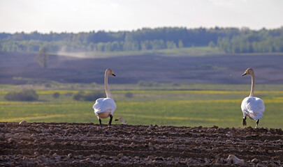 Spring mating games of wild swans in the plowed field. Whooper swan or common swan (Cygnus cygnus).