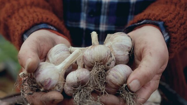 Close-up view of unrecognizable male farmer holding handful of garlic bulbs freshly harvested in vegetable garden