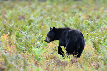 Autumn scene of a Black Bear walking through a blueberry patch inside Algonquin Park in Ontario Canada