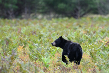 Autumn scene of a Black Bear walking through a blueberry patch inside Algonquin Park in Ontario Canada