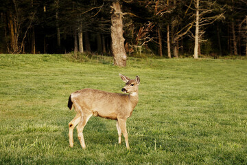 One deer stands on grass in front of dark forest