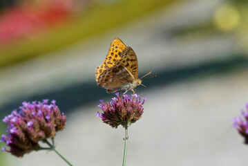Silver-washed Fritillary butterfly (Argynnis paphia) sitting on pink flower in Zurich, Switzerland